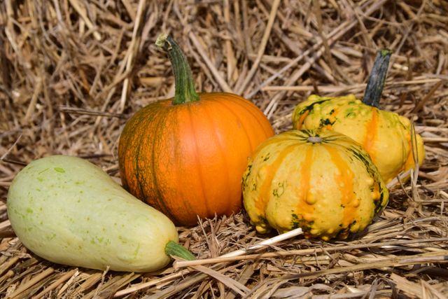 Brightly colored pumpkins and gourds displayed on a straw background, celebrating autumn season. Ideal for advertisements related to fall festivals, harvesting events, Halloween decor, and Thanksgiving promotions.