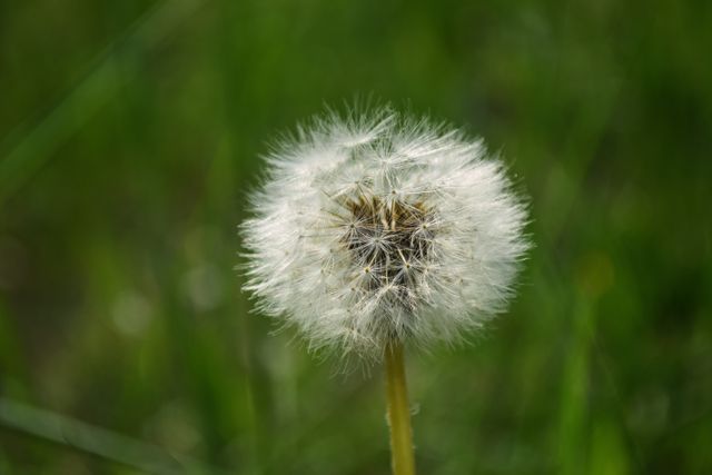 Dandelion seed head ripe for dispersal of seeds, showcasing intricate details. Ideal for educational materials, nature-focused blogs, environmental campaigns, and decorative art projects.