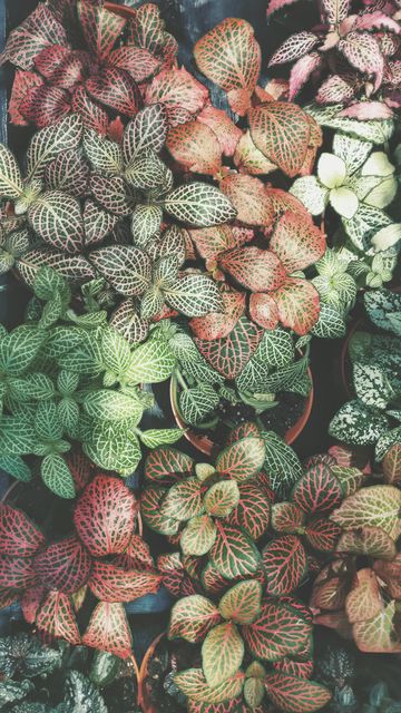Perfect for use in publications on indoor gardening, wellness blogs, and nature-inspired decor. Showcases a variety of vibrant Fittonia plants, emphasizing the beauty of houseplants and their natural patterns.