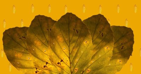 Vibrant Autumn Leaves on Orange Background Highlighting Fall Beauty