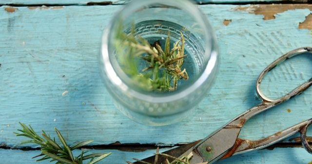 Clear glass jar with fresh rosemary sprigs on old painted wooden table. Rusty gardening scissors lay nearby. Ideal for themes like gardening, culinary arts, rustic decor, and vintage home settings.