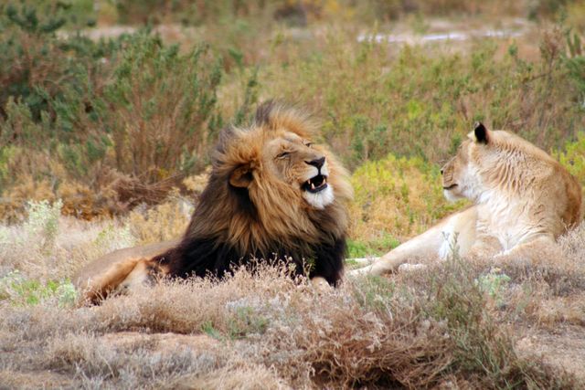 Shot of lion and lioness in the forest. Wildlife and nature concept
