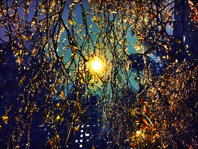 Cityscape featuring bare tree branches with sparkling lights creating an enchanting atmosphere. Suitable for background images, urban-themed designs, winter illustrations, or night photography catalogs.