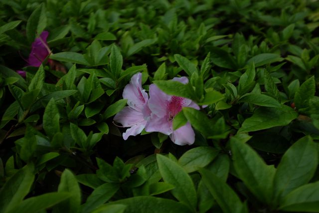 Close-Up of Pink Flower Amidst Green Foliage - Download Free Stock Photos Pikwizard.com