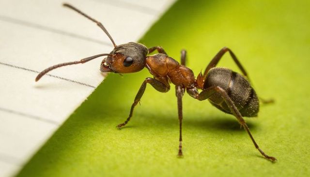 Macro ant probing edge of paper on green surface showing mandibles, exoskeleton detail
