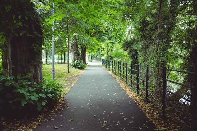 Path passing through green forest, background