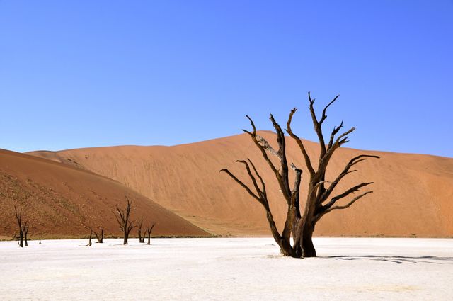 Showcasing towering dead trees against a backdrop of towering red sand dunes, with clear blue sky overhead. Perfect for illustrating vast, arid desert landscapes found in Africa. Ideal for use in travel brochures, nature documentaries, environmental awareness campaigns, and articles about Namibia's unique landscapes or desert environments.