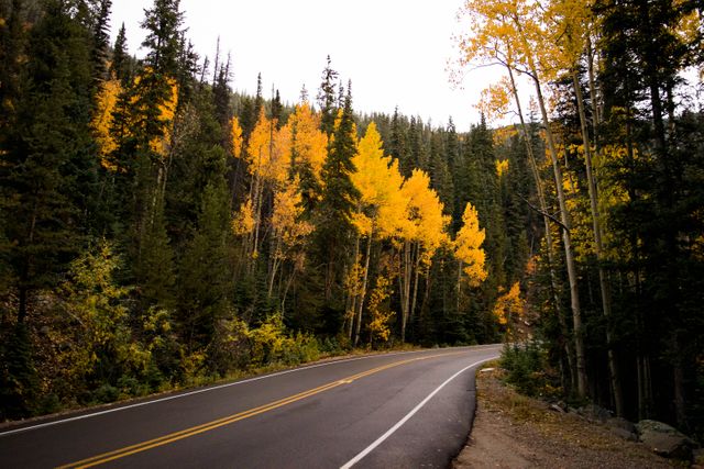 This image showcases a winding road flanked by vibrant yellow foliage in an autumn forest. It evokes a sense of tranquility and adventure, ideal for travel blogs, seasonal promotions, and nature-themed designs.