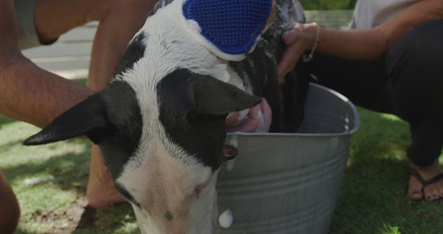 A dog is getting a bath outside while its owners help. The dog stands in a metal tub as the owners scrub it. This stock image can be used for advertisements, pet care services, articles about dog grooming, and family bonding activities with pets.