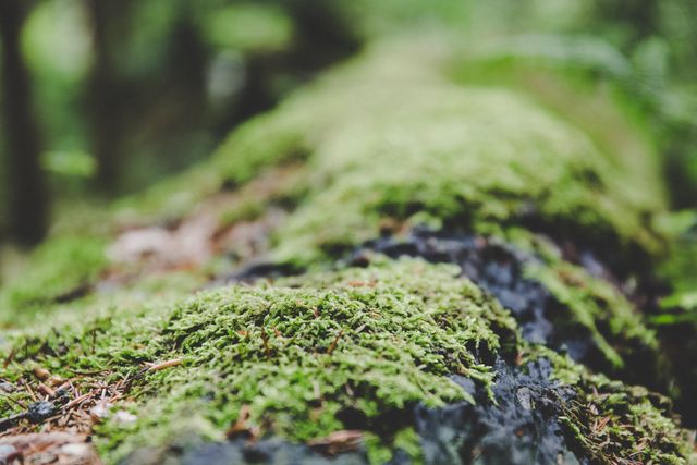 This image features a close-up view of a moss-covered log in a dense, green forest. The focus on the texture and vibrant color of the moss brings out the natural beauty and detail of this natural environment. This photo can be used for nature-related content, promoting eco-friendliness, or as a background for various botanical projects.