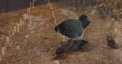 Data Processing Overlay on Farm Chickens Conceptualizing AI in Agriculture