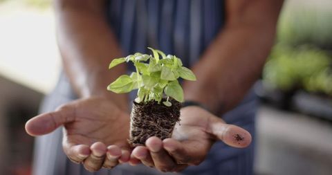 Man Holding Seedling Promoting Green Thumb and Sustainable Planting