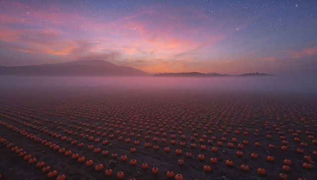 Misty Dusk Crop of Pumpkins on Agricultural Land