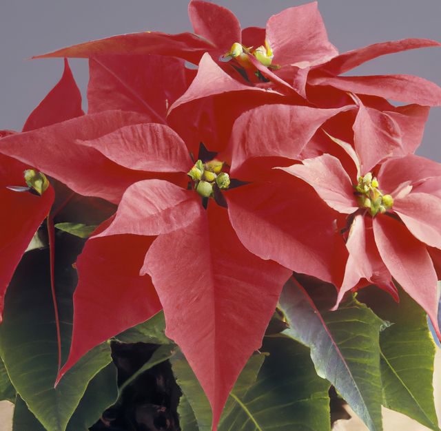 Close up of red poinsettia flowers created using generative ai technology. Nature and harmony concept, digitally generated image.