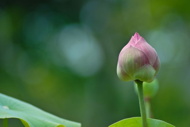 Lotus bud surrounded by lush green leaves with soft-focus bokeh background, creating a tranquil atmosphere. Perfect for use in nature-related projects, botanical illustrations, garden blogs, and wellness websites. Displays the beauty and simplicity of a single flower bud before it opens, symbolizing potential and new beginnings.