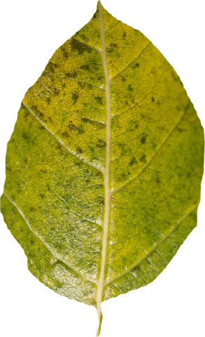 transparent leaf close-up featuring vibrant green texture details - Download Free Stock Videos Pikwizard.com