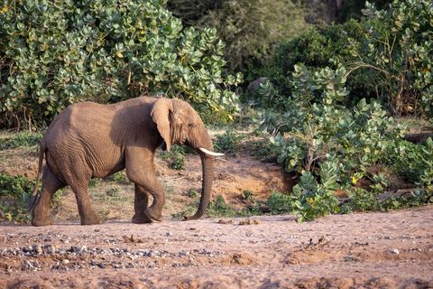 African elephant walking along sandy riverbank with green riverine bushes at dusk