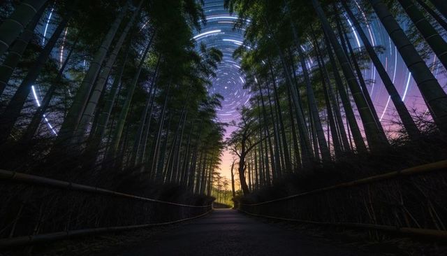 Leading bamboo alley at twilight with swirling star trails and solitary tree silhouette