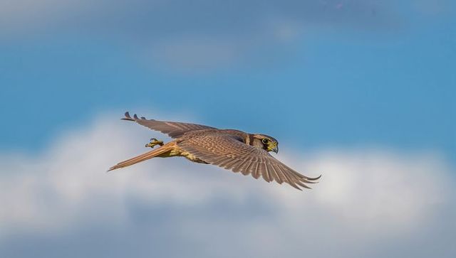 Kestrel soaring with swept wings and fanned tail over blue sky and soft clouds