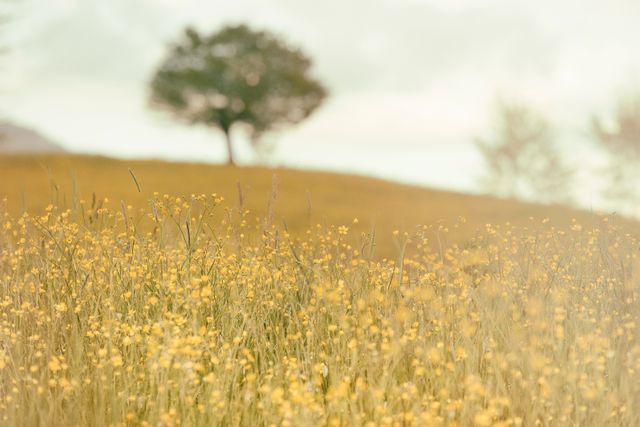 Displayed is a serene meadow filled with vibrant yellow wildflowers. A lone tree stands in the hazy background, adding to the tranquil scene. This image can be used for themes related to nature, tranquility, and the beauty of the outdoors. It is suitable for digital and print use in promotions for travel, relaxation, or environmental content.
