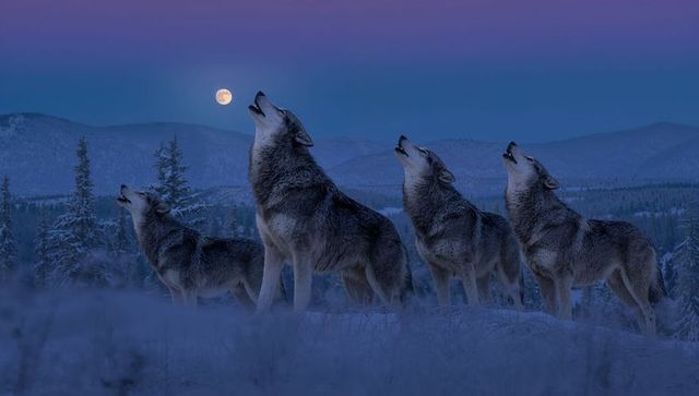 Four gray wolves howling under full moon on snowy foothill ridge at twilight