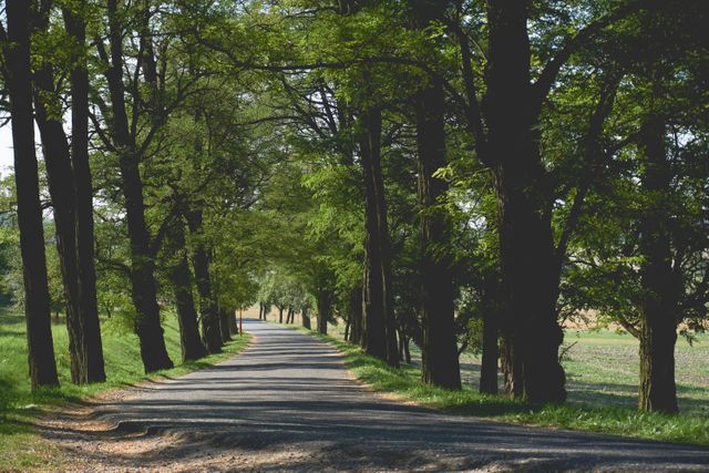 Serene gravel road flanked by tall, leafy trees casting intermittent shadows. Ideal for depicting peaceful country scenes, rural travel, or nature escapades. Useful for promotional material related to outdoor activities, nature conservation, or travel blogs.