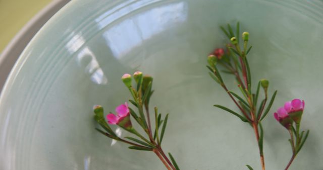 Sprigs with tiny pink flowers are floating in a bowl of water, creating a tranquil and natural aesthetic. The simplicity of the arrangement emphasizes the delicate beauty of the small blooms.