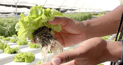 Person holding hydroponic lettuce in sustainable greenhouse