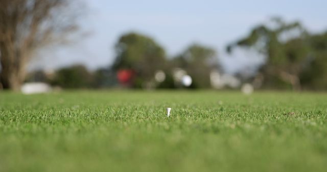 Golf Tee Inserted on Green Grass Field on Clear Day - Download Free Stock Images Pikwizard.com