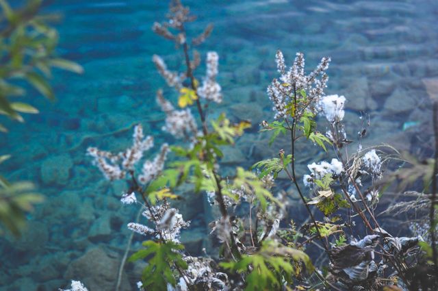 Frozen wildflowers standing beside an expansive blue lake with crystal clear water, capturing the serene and untouched beauty of winter nature. Ideal for backgrounds, nature blogs, winter-themed projects, or outdoor adventure promotions.