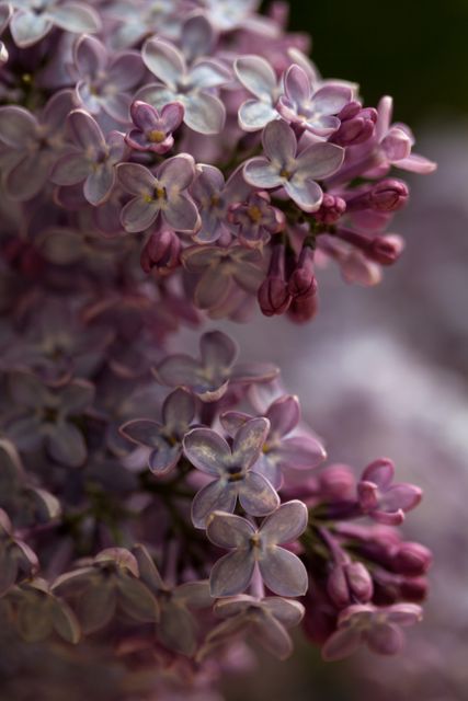 This close-up photograph of purple lilacs in full bloom highlights the intricate details and vibrant colors of the flowers. Perfect for use in spring-themed designs, floral decorations, greeting cards, or nature-inspired artwork. It can also be effectively used to enhance botanical prints, create wall art, or be featured in gardening magazines.