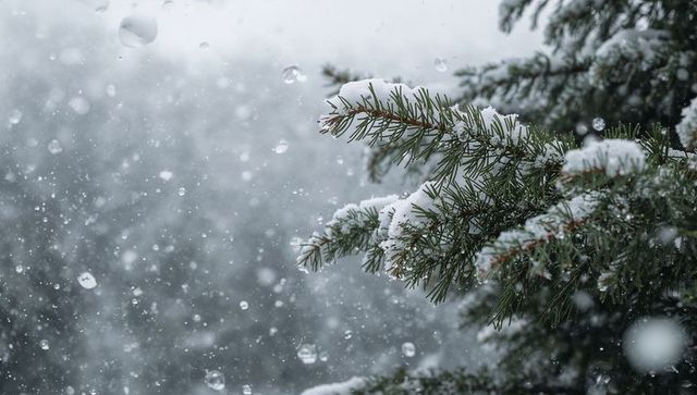 Snow-dusted pine branch closeup with falling snowflakes over blurred winter forest