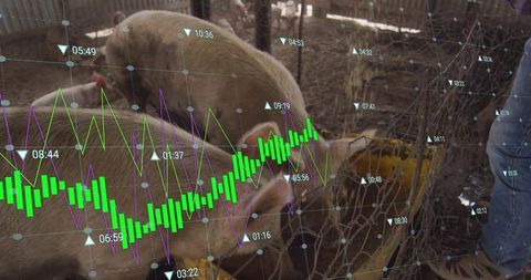 Precision livestock monitoring feeding pigs with live data overlay and farm analytics