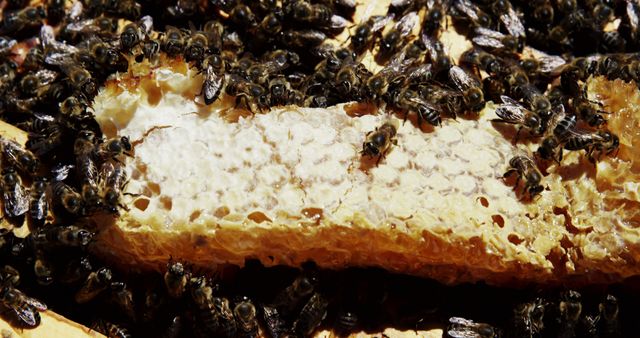 Close-up of bees working on a honeycomb, showing the intricate structure and busy movement of the hive. Suitable for content related to beekeeping, nature documentaries, environmental education, wildlife conservation, and articles on pollination and honey production.
