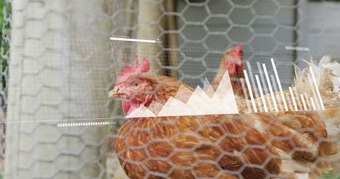 Chicken Farm Data Analytics with Live Monitoring Technology