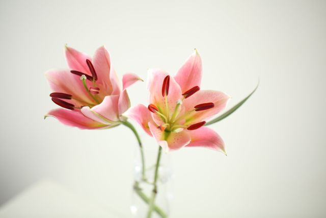 Close-up of Pink Lilies on White Background - Download Free Stock Photos Pikwizard.com