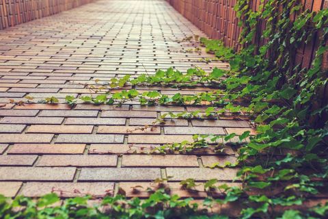 Creeping Vines on Brick Pathway Highlighting Nature's Resilience