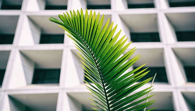 Green palm frond contrasting with geometric concrete facade, diagonal urban minimalism