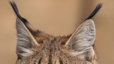 Lynx ears revealing tufted tips and fine fur texture closeup