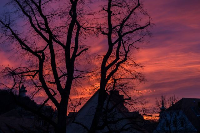 Silhouetted bare tree against a dramatic fiery sunset sky with vibrant orange and purple hues. The photo captures the essence of twilight, showcasing the silent beauty of nature at dusk. Perfect for backgrounds, nature themes, and atmospheric evening scenes.
