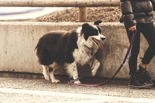 Person walking a black and white border collie on a leash in an urban environment. Suitable for themes including pet care, city life, exercise, and companionship. Ideal for use in articles about pet ownership, city living with dogs, or outdoor activities.