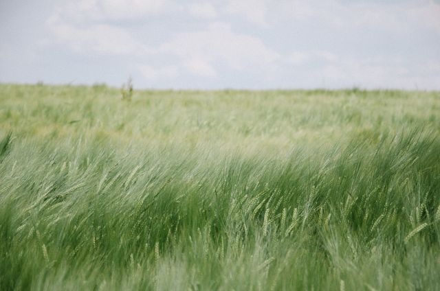 This image captures a calm, lush green wheat field stretching under a lightly cloudy sky. Ideal for use in agricultural presentations, environmental campaigns, rural lifestyle blogs, or nature-themed projects, emphasizing growth and tranquility. Perfect for backgrounds, website banners, or print materials promoting a serene countryside atmosphere.