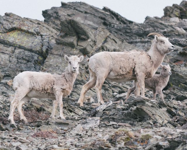 Mountain goats navigate and stand on a rocky mountainside. Useful for nature and wildlife publications, educational materials on mountain ecosystems, or outdoor adventure promotions.