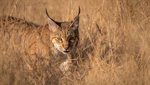 Solitary lynx-like cat stalking through sunlit dry grass with ear tufts and amber eyes