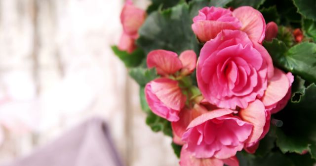 Close up of many pink roses with green leaves. Nature, plant, flowers and home decoration.