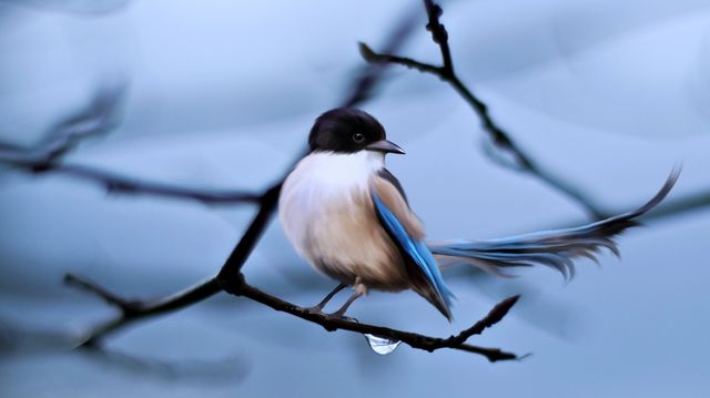 Blue and white bird sitting on a thin tree branch with a blurred, tranquil background. Suitable for nature-related content, birdwatching articles, wallpapers, ecological education, or wildlife promotions.