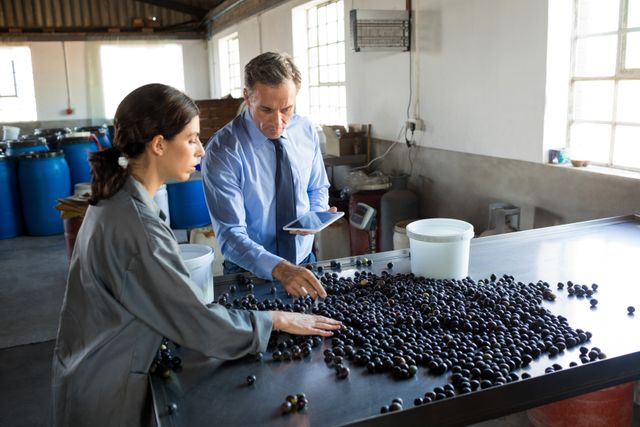 Manager instructing worker while checking a harvested olives in factory