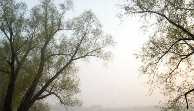 Willow trees arching over misty riverbank at dawn, soft pale sky, tranquil waterscape