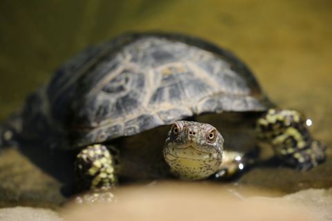Close-up freshwater turtle emerging from shallow water, pond wildlife portrait with natural texture