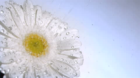 White Gerbera Daisy Receiving Water in Slow Motion